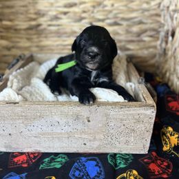 Fred Weasley - Black male Bordoodle puppy in Valley Center, California from Circle R Valley Farms