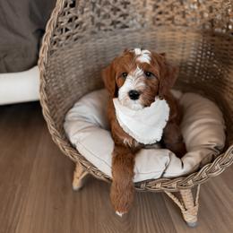 Alabaster - Red  male Goldendoodle puppy in Roanoke Rapids, North Carolina from Sweeter than Honey Doodles