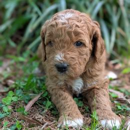 Beige - Red  female Goldendoodle puppy in Midland, North Carolina from Alger Farm, LLC
