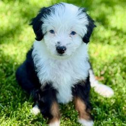 Suzy - female Australian Mountain Doodle puppy in Sterling, Colorado from North 40 Doodles