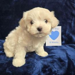 Koyuki (Blue) - White male Maltipoo puppy in Sahuarita, Arizona from Cowgirl's Legacy Maltipoos