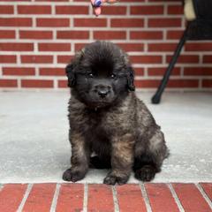 Girl 8 (Buffy) - Reddish brown female Leonberger puppy in Manchester, Tennessee from Bois D’Arc Leonbergers