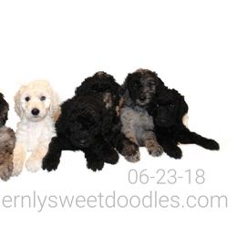 Goldendoodle Puppies from Southernly Sweet Doodles