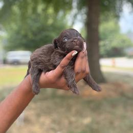 Eli - Chocolate male Shih Tzu puppy in Garner, North Carolina from House of Paws Heritage Nursery