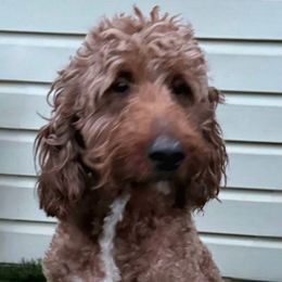 Lola - Irish Doodle