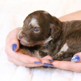 Aussiedoodle Puppies from Aspen River Doodles