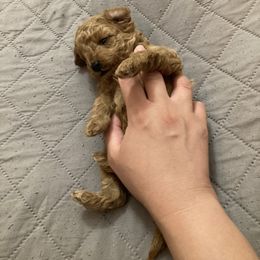 Poodle Puppies from Toy Poodle Kingdom