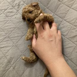 Poodle Puppies from Toy Poodle Kingdom