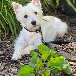 West Highland White Terrier puppies from Creekside Westies