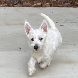 West Highland White Terrier Puppies from Mel’s Westies