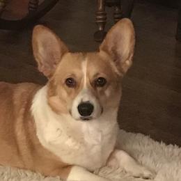 Hala - Pembroke Welsh Corgi