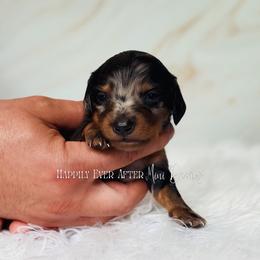 Arthur - Dapple male Dachshund puppy in Robesonia, Pennsylvania from Happily Ever After’s Puppies