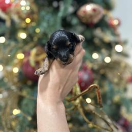 Belle - Black and tan female Cavapoo puppy in Queen Creek, Arizona from Dulcito Doodles
