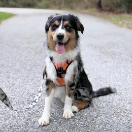 Patch - Blue merle male Miniature Australian Shepherd puppy in Weeki Wachee, Florida from Arlington's Mini Aussies