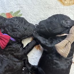 Poodle Puppies from Cajun Girl Kennels