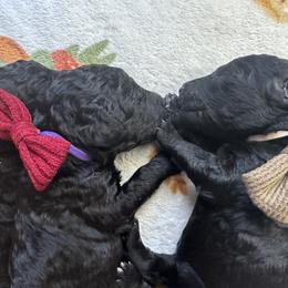 Poodle Puppies from Cajun Girl Kennels