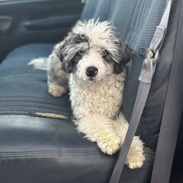 Aussiedoodle puppies from Jessaca's Aussiedoodles