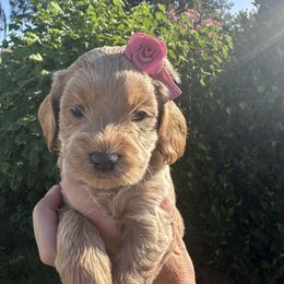 Bluey - Golden female Cockapoo puppy in Selma, California from Mollys Dollys