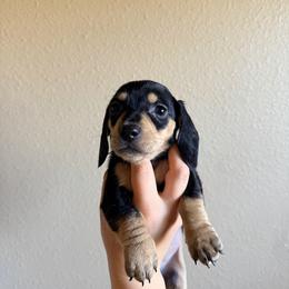 Harley (red) - Black and cream male Dachshund puppy in Modesto, California from Once Upon a Mini Dachshund