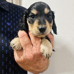 Dale - Black and cream male Dachshund puppy in Altus, Oklahoma from Johnson Prairie Pups