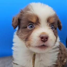 White Collar RTM - Red tri-color male Miniature American Shepherd puppy in Lexington, Kentucky from Deuce's Den