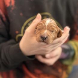 Thor - Red male Cavapoo puppy in Kalamazoo, Michigan from Sleeping Bear Kennels
