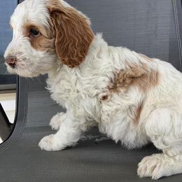 Goldendoodle Puppies from Tambre's Goldendoodles