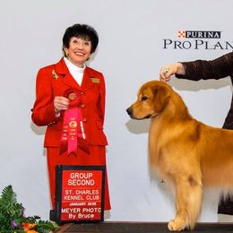 Golden Retrievers and Labrador Retrievers from Jetoca Goldens