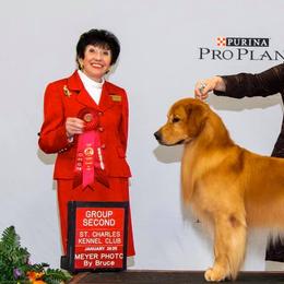 Golden Retrievers and Labrador Retrievers from Jetoca Goldens