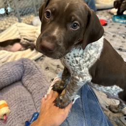 German Shorthaired Pointer Puppies from Tipsy Rabbit GSP TopDog Kennel