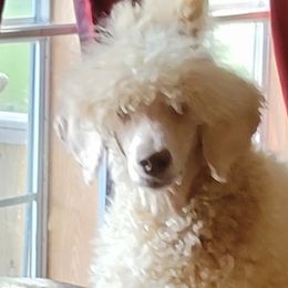 Poodles from Denna's Poodles