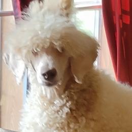 Poodles from Denna's Poodles