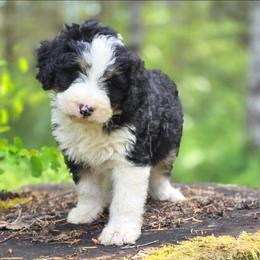 Saffron - Tri-color female Bernedoodle puppy in Shelton, Washington from NW Bernedoodles of Washington