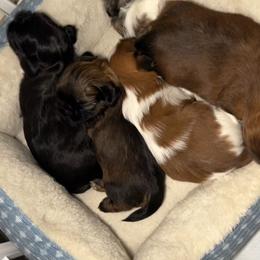 Shih Tzus from Caroline Mendes