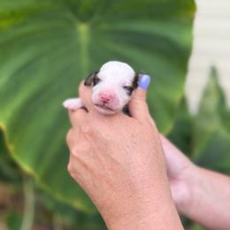 Isle - Sable female Bernedoodle puppy in Russellville, Arkansas from Crossgate Doodles