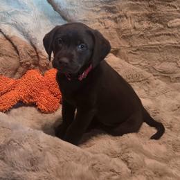 Girl 2 Red Collar - Chocolate female Labrador Retriever puppy in Vacaville, California from Mathew's Labradors