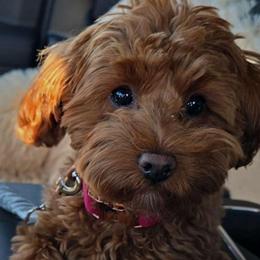 Cavalier King Charles Spaniel, Cavapoo, Goldendoodle, and Poodle All Grown Up from Harvest Creek