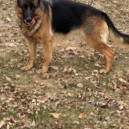 Stella - German Shepherd