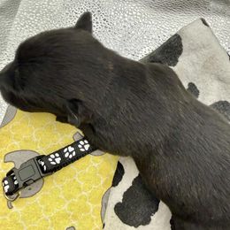 Black Collar - Brindle male Scottish Terrier puppy in Fort Oglethorpe, Georgia from Moo's Scotties