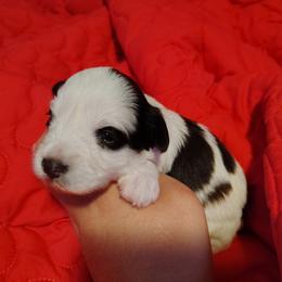 Violet - Parti female Miniature Schnauzer puppy in Florida from Central Florida Schnauzers