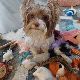 Yorkshire Terrier All Grown Up from Your Key Breeder