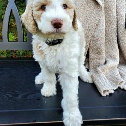 Goldendoodle and Poodle Puppies from Ben's Best Buddy Goldendoodles