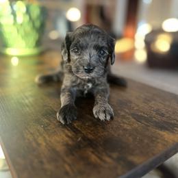 Dixie - Merle female Cavapoo puppy in Strasburg, Pennsylvania from Still Water Puppies