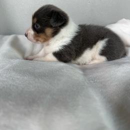 Mae - Gray and white female American Corgi puppy in Oxford, Iowa from Burns Corgis