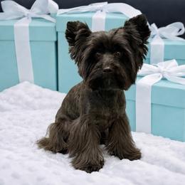 Tigger - Morkie