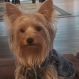 Yorkshire Terriers from Tammy Goodwin's Yorkshire Terriers