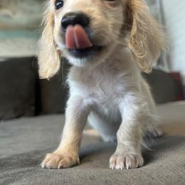 Dudley - Cream male Dachshund puppy in Sebring, Florida from Mini Weenies