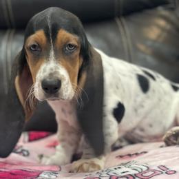 Madison - Black brown and white female Basset Hound puppy in Remington, Virginia from Lotus Rose Basset hounds