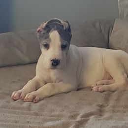 Great Dane Puppies from HCC Great Danes