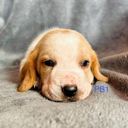 PB1 - Red and white male Basset Hound puppy in Britton, South Dakota from K&S Canines